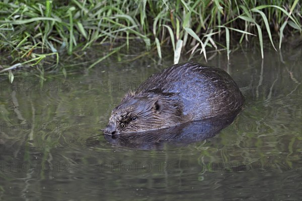 Eurasian beaver, european beaver (Castor fiber), on the river bank in the water, Freiamt, Canton Aargau, Switzerland, Europe