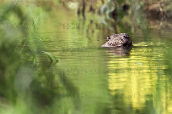 Eurasian beaver, european beaver (Castor fiber), swimming in the river, Freiamt, Canton Aargau, Switzerland, Europe