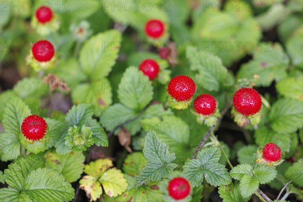 Woodland strawberry (Fragaria vesca), Germany, Europe