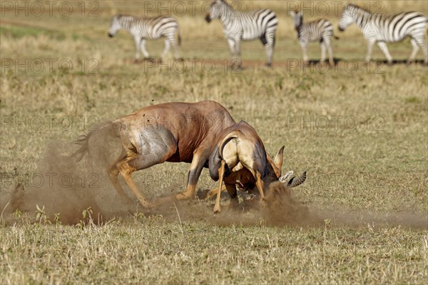 Fight between two Topi lei antelope bulls, Maasai Mara Game Reserve, Kenya, Africa