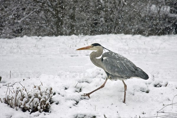 Grey heron (Ardea cinerea) walking in a meadow, snowfall, Hesse, Germany, Europe