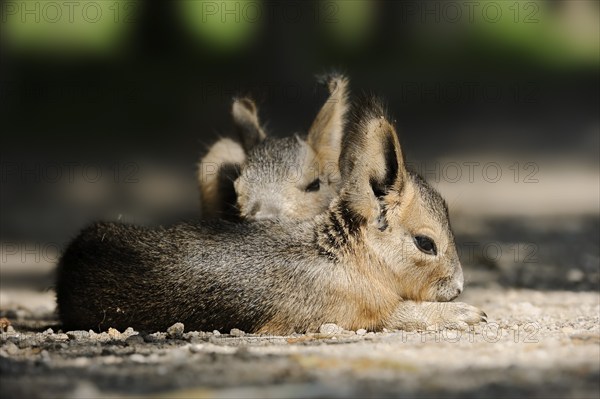 Patagonian mara (Dolichotis patagonum) or Greater Mara, juveniles, captive, occurrence in Argentina