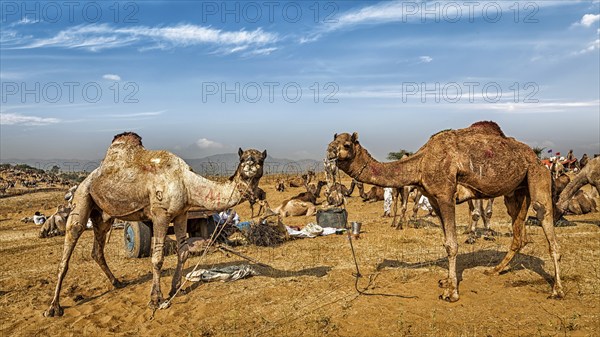 Panoramic image of camels at Pushkar Mela (Pushkar Camel Fair) . Pushkar, Rajasthan, India, Asia