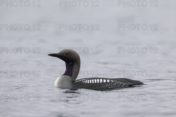 Black-throated loon, Arctic loon, black-throated diver (Gavia arctica) in breeding plumage swimming in lake in spring