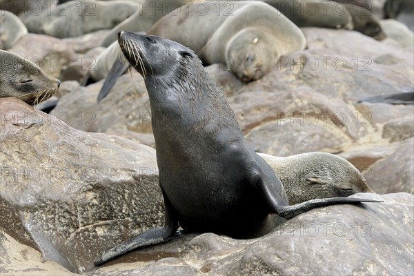 Brown fur seal (Arctocephalus pusillus pusillus) on rock in Cape fur seal colony, Cape Cross, Namibia, South Africa, Africa