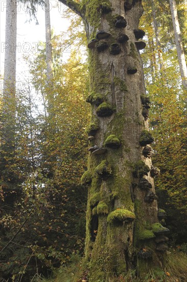 Common beech (Fagus sylvatica) deadwood overgrown with mossy tinder funguses (Fomes fomentarius), Allgäu, Bavaria, Germany, Europe