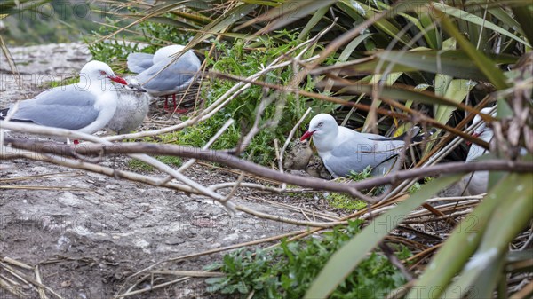 Gulls (Larinae), Otago Peninsula, New Zealand, Oceania