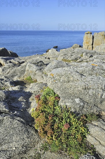 Rock samphire (Crithmum maritimum) growing on top of cliff along the Côte sauvage near Le Croisic, Loire-Atlantique, Pays-de-la-Loire, France, Europe