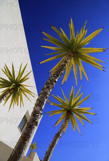 Spanish bayonet (Yucca aloifolia), garden plant against blue sky Cabo de Gata natural park, Almeria, Spain, Europe