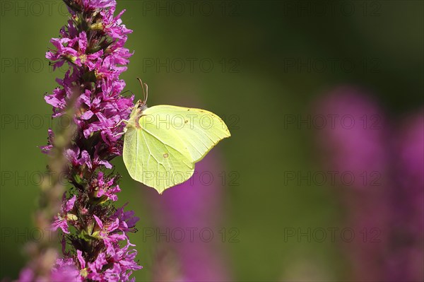 Brimstone (Gonepteryx rhamni) feeding on a flower of purple loosestrife (Lythrum salicaria), Wilden, North Rhine-Westphalia, Germany, Europe