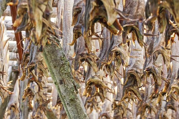 Stockfish from Cod hanging for drying an old preservation method, Lofoten, Norway, Europe