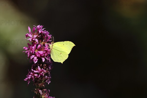 Brimstone (Gonepteryx rhamni) feeding on a flower of purple loosestrife (Lythrum salicaria), black background, Wilden, North Rhine-Westphalia, Germany, Europe