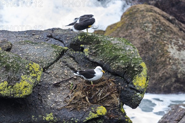 Gulls (Larinae), Cape Foulwind, New Zealand, Oceania