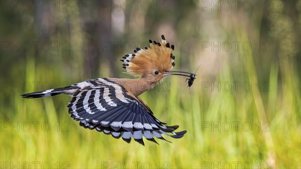 Hoopoe (Upupa epops) with food for the young birds, with field cricket as prey, adult bird, Bird of the Year 2022, erected cap, take-off, flying, heathland, Middle Elbe Biosphere Reserve, Saxony-Anhalt, Germany, Europe