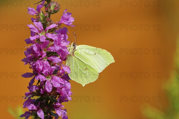 Brimstone (Gonepteryx rhamni) feeding on a flower of purple loosestrife (Lythrum salicaria), Wilden, North Rhine-Westphalia, Germany, Europe