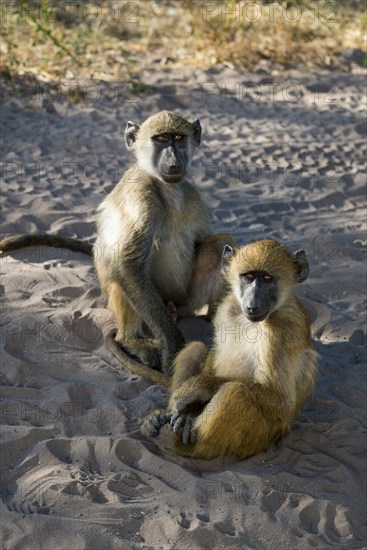 Two baboons sitting relaxed in the sand under trees in the sunshine, chacma baboon (Papio ursinus), Kasane, Chobe River National Park, Botswana, Africa