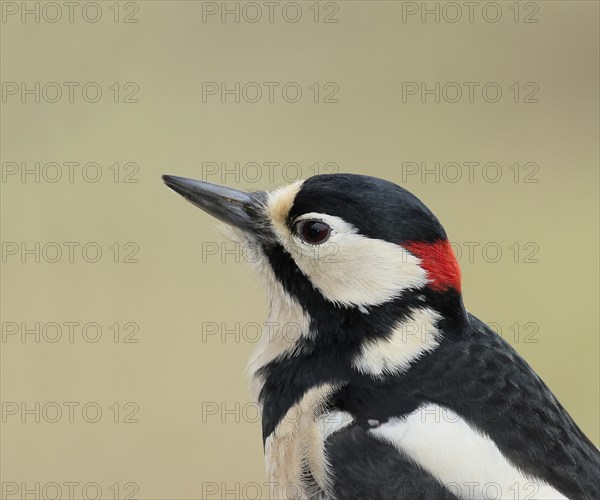 Great spotted woodpecker (Dendrocopus major) male, animal portrait, animals, birds, woodpeckers, Siegerland, North Rhine-Westphalia, Germany, Europe