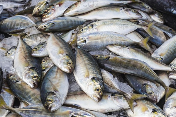 Freshly caught mackerel on ice in the market