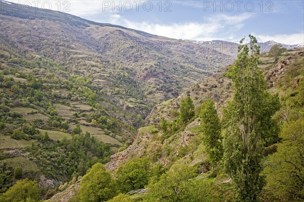 Landscape of the River Rio Poqueira gorge valley, High Alpujarras, Sierra Nevada, Granada Province, Spain, Europe