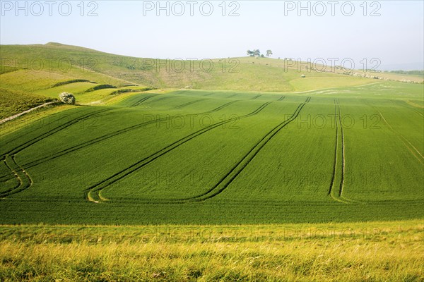 Chalk and clay landscape Cherhill, Wiltshire, England, UK, vehicle patterns in crops at foot of chalk scarp slope