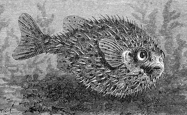 Hedgehogfish, Diodontidae, Diodon, are a family in the order of the pufferfish relatives, illustration from 1880, historical, digital reproduction of an original from the 19th century