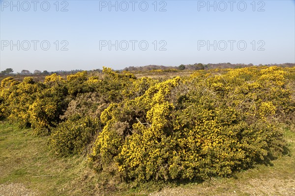 Yellow blossom, Common Gorse, Furze (Ulex europaeus), Dunwich Heath, Suffolk, England, UK