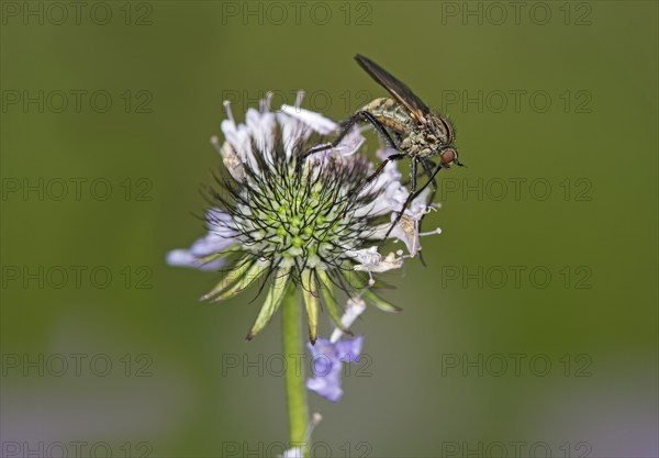 Empis tessellatav (Empis tesselata) searching for nectar on a thistle flower, Valais, Switzerland, Europe