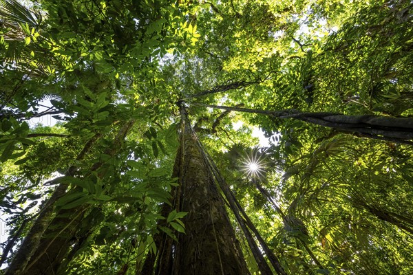 Dense vegetation in the tropical rainforest, roots of a strangler fig on a tree, view upwards, Sun Star, Corcovado National Park, Osa, Puntarena Province, Costa Rica, Central America