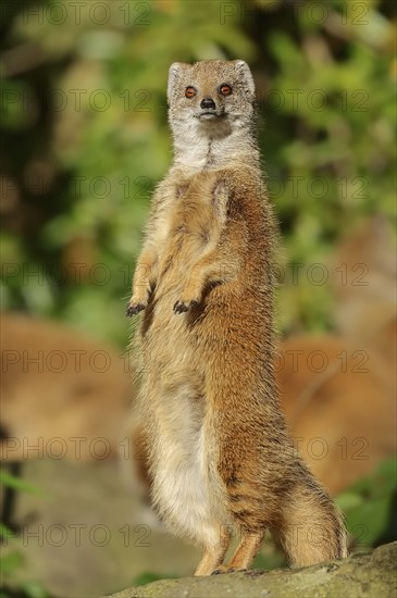 Yellow mongoose (Cynictis penicillata), captive, occurrence in Africa