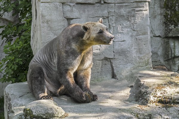 Captive bred Polar bear, brown bear hybrid also called grolar bear, pizzly bear, nanulak at Osnabrück Zoo, Germany, Europe