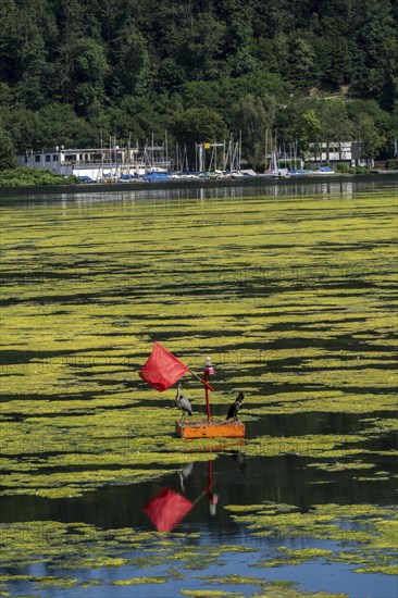 Buoy on the regatta course on Lake Baldeney, cormorant and heron hang out, the area is colonised by a carpet of plants and cannot be used, proliferating aquatic plant Elodea, waterweed, an invasive species, the fast-growing aquatic plant proliferates on large parts of the Ruhr reservoir, increased water temperatures accelerate growth, leisure boat traffic is severely impaired, Essen, North Rhine-Westphalia, Germany, Europe