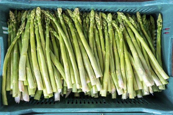 Asparagus farm, green asparagus is washed, cut and sorted by quality after harvesting, near Dormagen, Rhineland, North Rhine-Westphalia, Germany, Europe