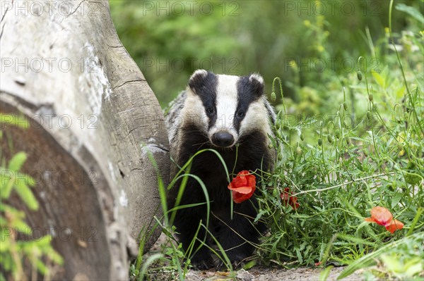 A badger stands in front of a log and colourful summer flowers in a green forest landscape, european badger (Meles meles), Germany, Europe