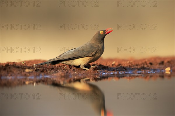 Red-billed oxpecker (Buphagus erythrorhynchus), adult, at the water, drinking, alert, Kruger National Park, Kruger National Park, Kruger National Park South Africa