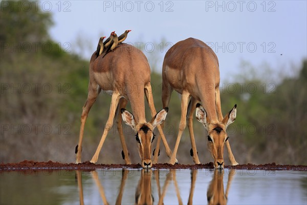 Black heeler antelope (Aepyceros melampus), adult, female, two females, at the water, drinking, with red-billed oxpecker (Buphagus erythrorhynchus), symbiosis, Kruger National Park, Kruger National Park, Kruger National Park South Africa