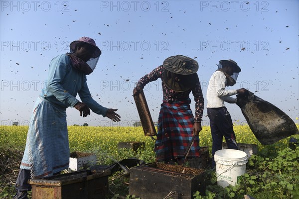 Bee keepers working in a bee farm near a musturd field in a village in Barpeta district of Assam in India on Wednesday 22 December 2021. The beekeeping business is one of the most profitable businesses in India. India has more than 3.5 million bee colonies. Indian apiculture market size is expected to reach a value of Rs 33, 128 million by 2024