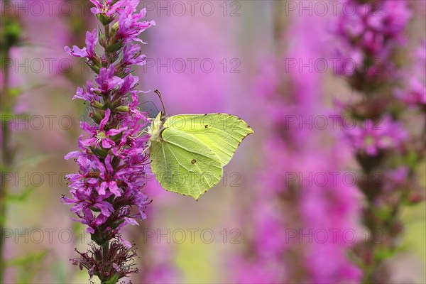 Brimstone (Gonepteryx rhamni) feeding on a flower of purple loosestrife (Lythrum salicaria), Wilnsdorf, North Rhine-Westphalia, Germany, Europe