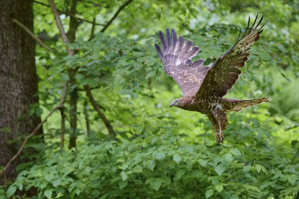 European honey buzzard (Pernis apivorus) in flight, Bavaria, Germany, Europe