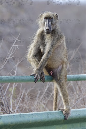 Chacma baboon (Papio ursinus), adult male, looking at camera, sitting on the guardrail of the bridge, overlooking the Olifants River, Kruger National Park, South Africa, Africa