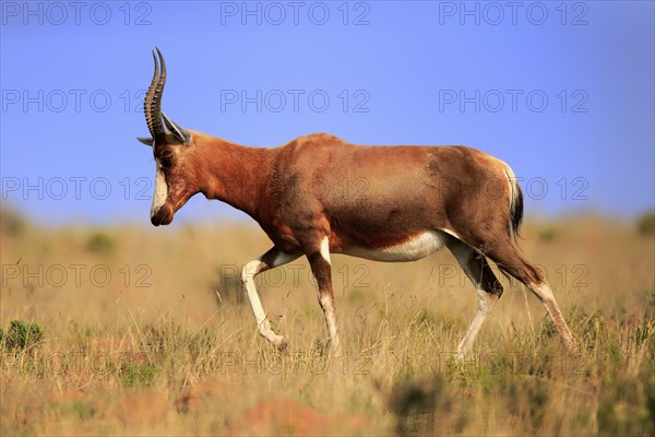 Bontebok (Damaliscus pygargus), adult, running, foraging, Mountain Zebra National Park, South Africa, Africa