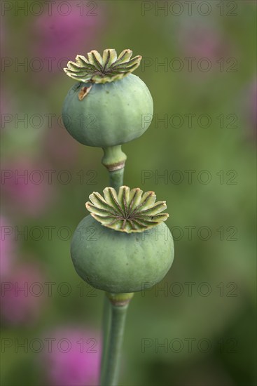 Opium poppy (Papaver somniferum), Mecklenburg-Western Pomerania, Germany, Europe