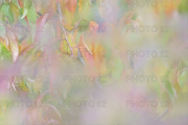 Colourful autumn leaves, wild cherry (Prunus avium), impressionistic, Moselle, Rhineland-Palatinate, Germany, Europe