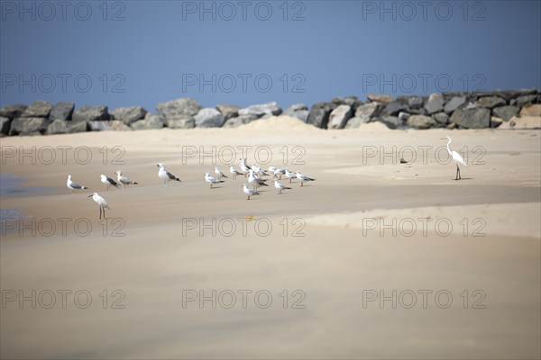 Great egret (Ardea alba, syn.: Casmerodius albus, Egretta alba), Whiskered Terns (Chlidonias hybrida) and Gulls (Larinae) at Marari Beach or Strand, Mararikulam, Alappuzha District, Kerala, India, Asia