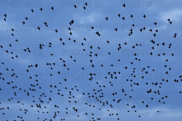 Flock of starlings in flight at dusk