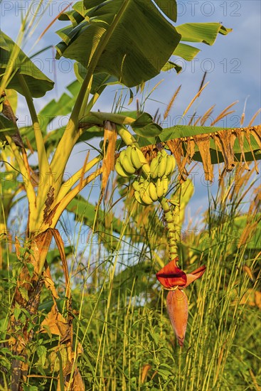 Banana tree with fruit in the evening sun, banana, tree fruit, plantation, crop, agriculture, agribusiness, tropical, tropical plant, fruit, fruit, nutrition, food, healthy, fresh, fruit plantation, tree, cultivation, fruit cultivation, palm, vitamins, vitamin-rich, raw material, economic sector, plant, Thailand, Asia