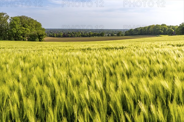 Sonsbeck Switzerland, a part of the Lower Rhine mountain range, an end moraine pushed up during the last glacial period, with an altitude of 87 metres above sea level, grain field in spring on the Dürsberg, Sonsbeck, North Rhine-Westphalia, Germany, Europe