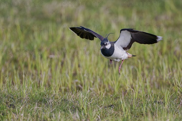 Northern lapwing (Vanellus vanellus), Lower Saxony, Germany, Europe