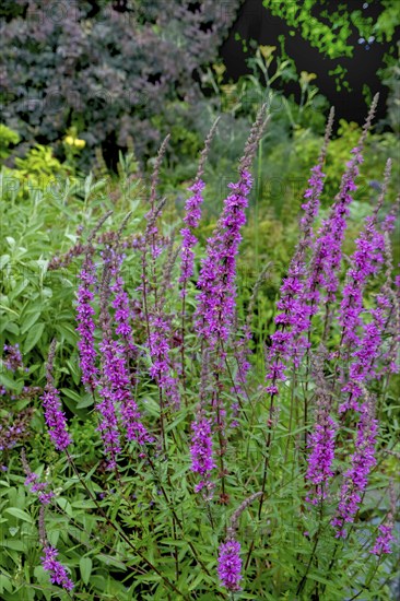 Purple loosestrife (Lythrum salicaria), North Rhine-Westphalia, Germany, Europe