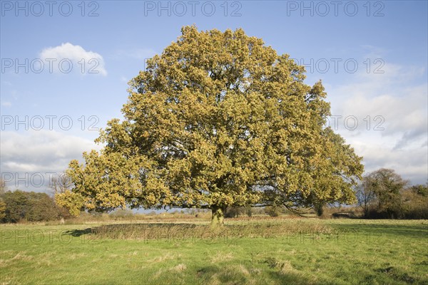 English oak (Quercus robur) tree standing alone in field in autumn leaf, Sutton, Suffolk, England, United Kingdom, Europe