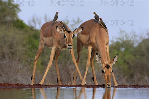 Black heeler antelope (Aepyceros melampus), adult, female, two females, at the water, drinking, with red-billed oxpecker (Buphagus erythrorhynchus), symbiosis, Kruger National Park, Kruger National Park, Kruger National Park South Africa